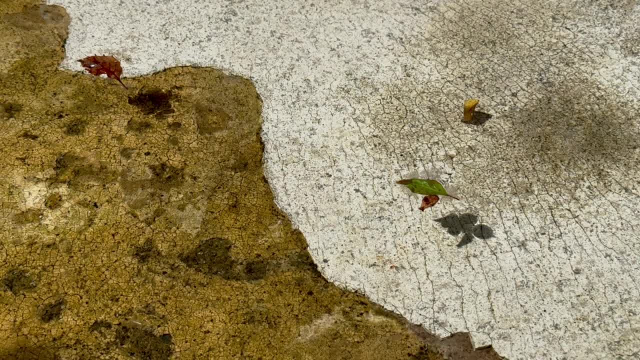 Floating leaves