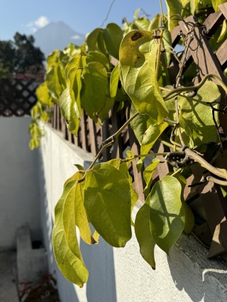 Morning on our terrace