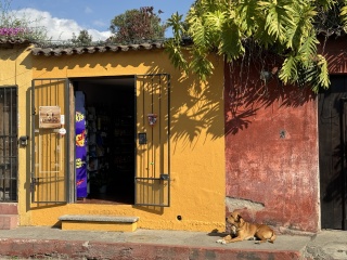 Guard dog