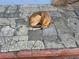 Maybe not a great place to be a dog...