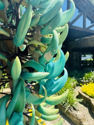 A legitimately blue flower