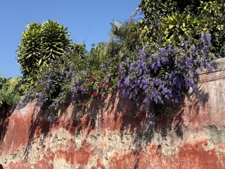 Morning flowers on our way out. Lovely