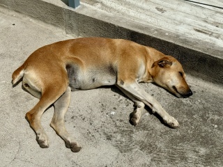 A good place to be a dog