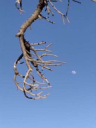 The ever present moon