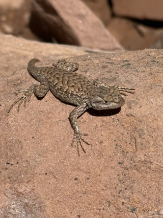 This one stopped to pose