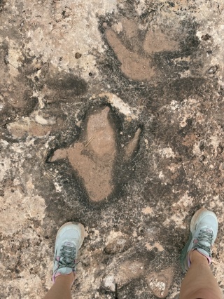 Dinosaurs walked here when this was a beach. Ridiculous
