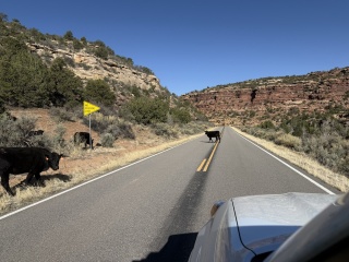 Cows own the road on the way in to Needles