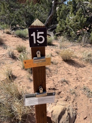 Site 15, loop A. A stroke of luck