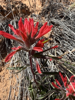 Desert flowers, really lovely