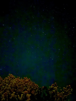 The stars at night