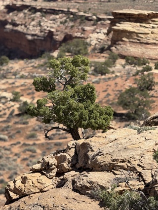 Juniper Tree